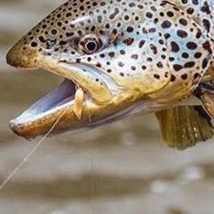 Meet your Posher, Dave